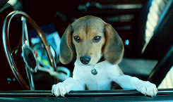 anim_puppy dog car