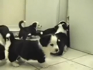 anim_cat surrounded by puppies